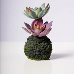 Echeveria Plant With Moss Ball